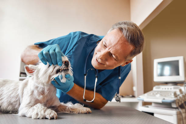 Best Urgent Dental Care in Kapn, LA